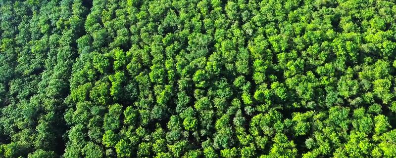 橡胶树可以割胶多少年,可以割胶15-20年