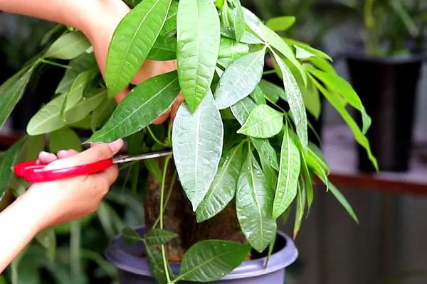 发财树叶尖发黄干枯如何解决,需要进行修剪