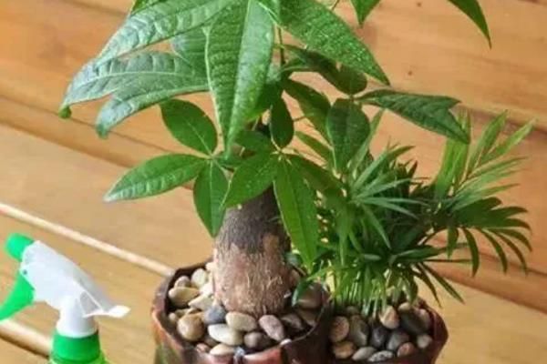 发财树叶尖发黄干枯如何解决,需要进行修剪