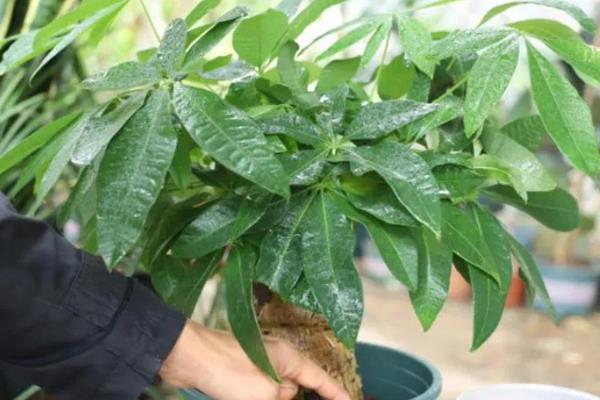 发财树叶尖发黄干枯如何解决,需要进行修剪