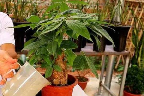 发财树叶尖发黄干枯如何解决,需要进行修剪