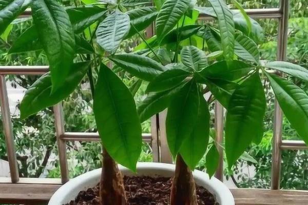 发财树叶尖发黄干枯如何解决,需要进行修剪