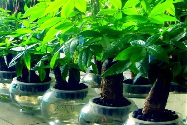 发财树叶尖发黄干枯如何解决,需要进行修剪