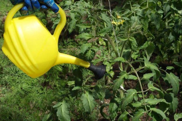 西红柿怎么追肥，果实生长期间喷施2-3次叶面肥