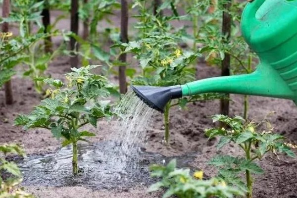 西红柿怎么追肥，果实生长期间喷施2-3次叶面肥