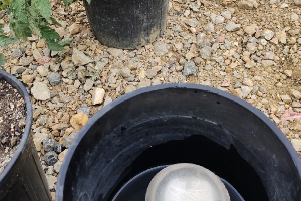 西红柿怎么追肥，果实生长期间喷施2-3次叶面肥