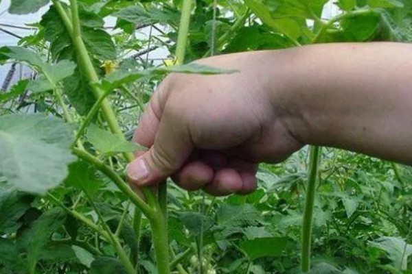 西红柿怎么追肥，果实生长期间喷施2-3次叶面肥