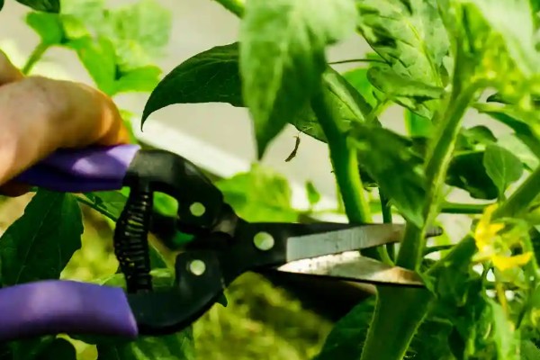 西红柿怎么追肥，果实生长期间喷施2-3次叶面肥