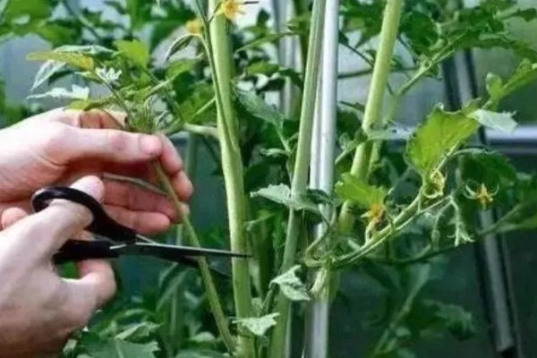 西红柿怎么追肥，果实生长期间喷施2-3次叶面肥