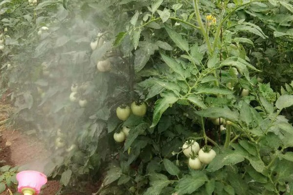 西红柿怎么追肥，果实生长期间喷施2-3次叶面肥