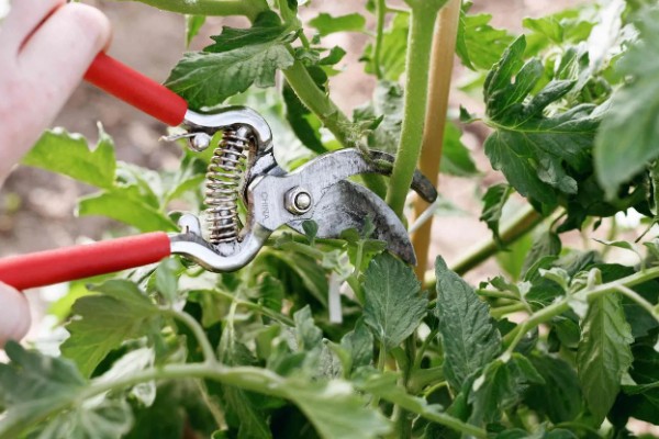 西红柿怎么追肥，果实生长期间喷施2-3次叶面肥