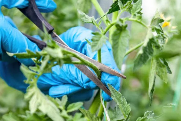 西红柿怎么追肥，果实生长期间喷施2-3次叶面肥