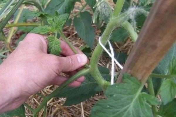 西红柿怎么追肥，果实生长期间喷施2-3次叶面肥