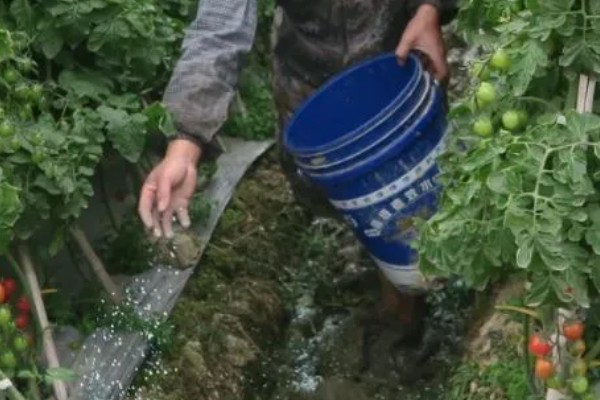 西红柿怎么追肥，果实生长期间喷施2-3次叶面肥