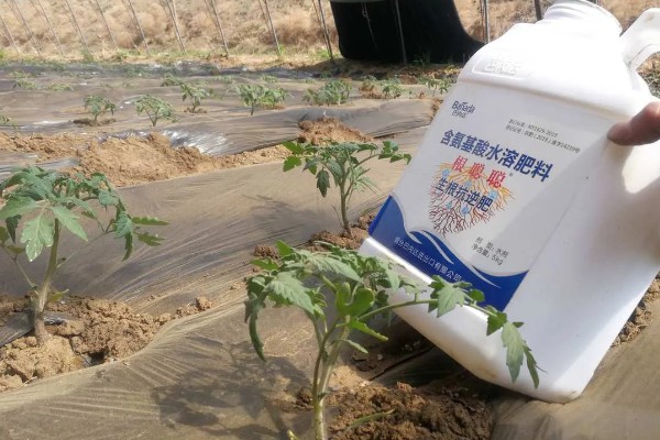 西红柿怎么追肥，果实生长期间喷施2-3次叶面肥