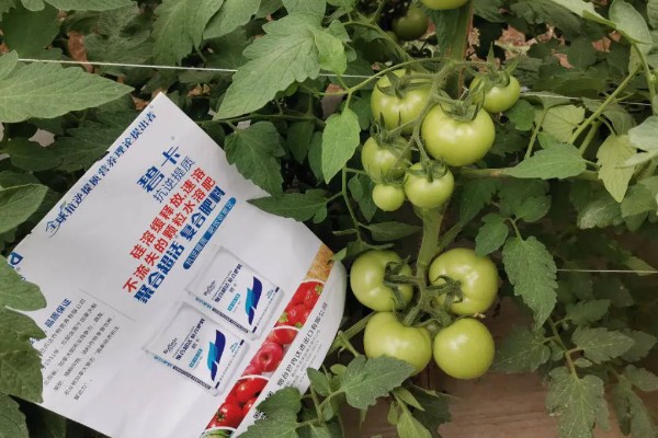 西红柿怎么追肥，果实生长期间喷施2-3次叶面肥