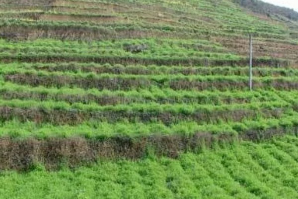 绿肥是什么，是一种养分完全的生物肥源