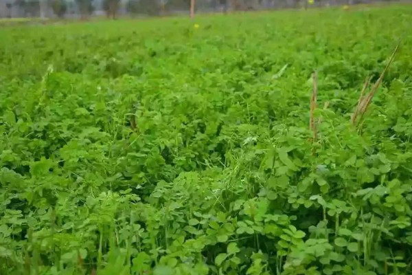 绿肥是什么，是一种养分完全的生物肥源