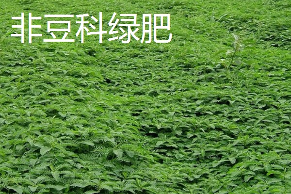 绿肥是什么，是一种养分完全的生物肥源