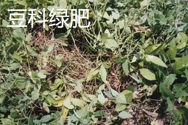 绿肥是什么，是一种养分完全的生物肥源