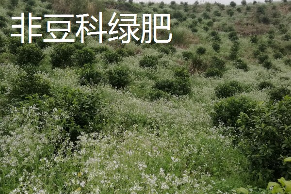 绿肥是什么，是一种养分完全的生物肥源