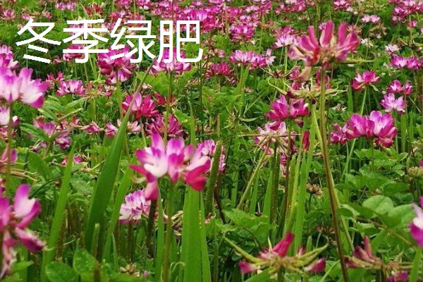 绿肥是什么，是一种养分完全的生物肥源