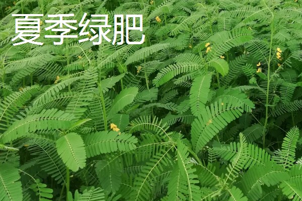绿肥是什么，是一种养分完全的生物肥源