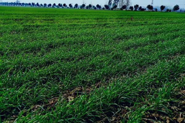 绿肥是什么，是一种养分完全的生物肥源