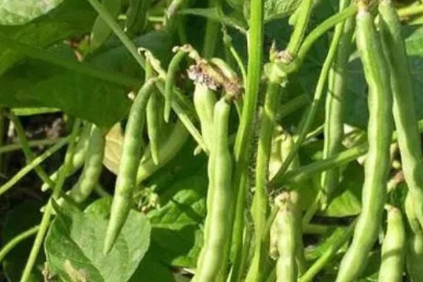 绿肥是什么，是一种养分完全的生物肥源