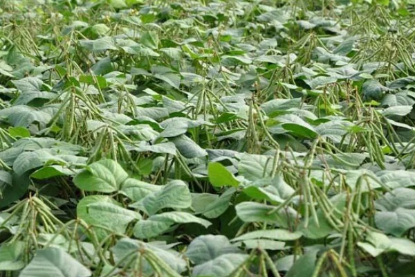绿肥是什么，是一种养分完全的生物肥源