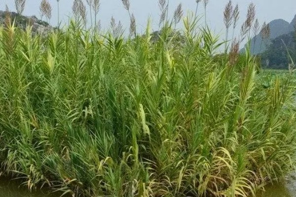 绿肥是什么，是一种养分完全的生物肥源