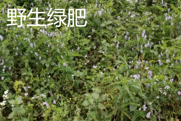 绿肥是什么，是一种养分完全的生物肥源