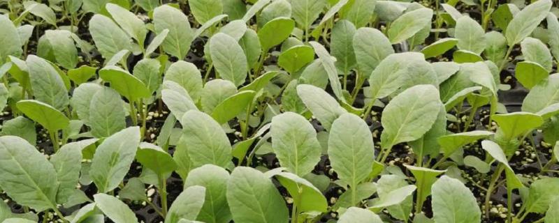 菜苗蔫了如何救活，需立刻浇水