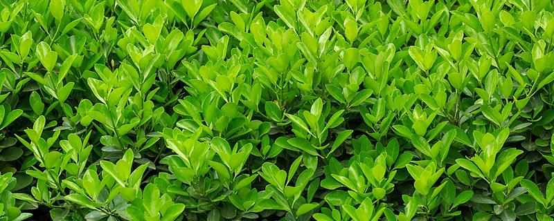 冬青有什么花语，代表坚韧顽强、生机盎然、朴素正直