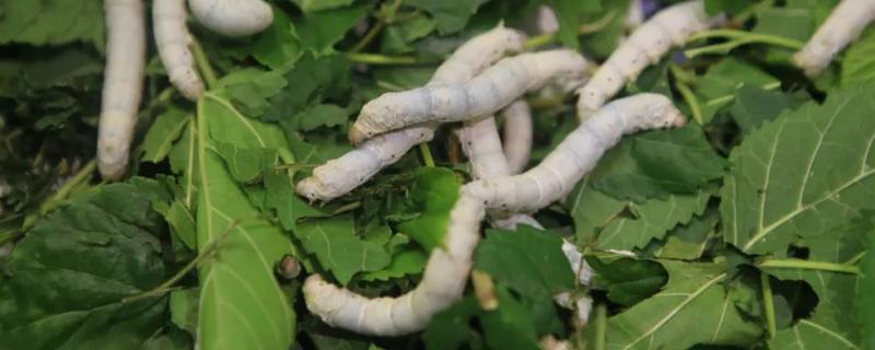 养蚕的方法，根据龄蚕保持温度