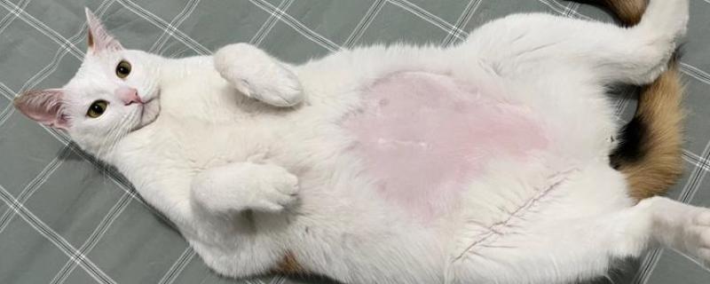 猫腹水的症状，腹围会明显增大
