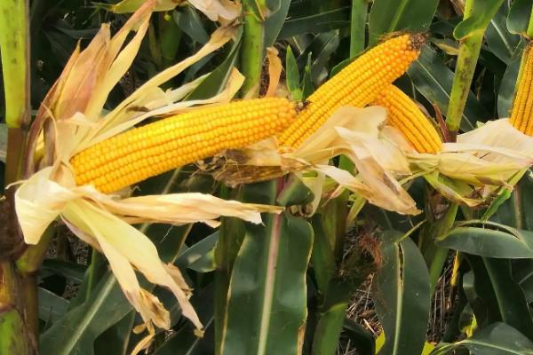 农大986玉米品种的特性,全生育期101天左右