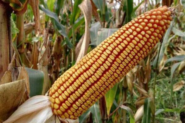 农大986玉米品种的特性,全生育期101天左右