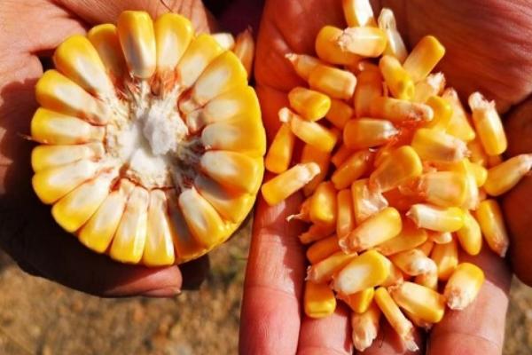 满玉99（区试名称：禾睦玉99）玉米品种的特性，播种前整地