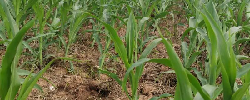 满玉99（区试名称：禾睦玉99）玉米品种的特性，播种前整地