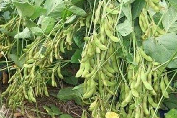 劲豆7号大豆品种简介，适宜播期6月上中旬