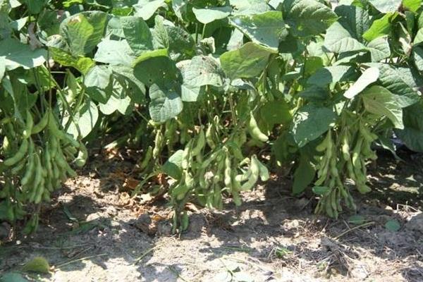劲豆7号大豆品种简介，适宜播期6月上中旬