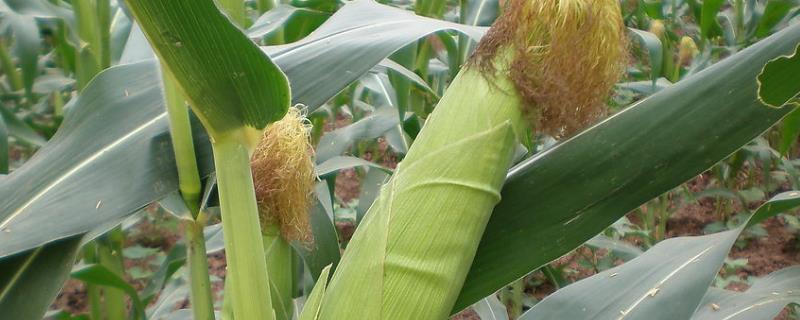 棒博士65玉米品种的特性，高抗茎腐病