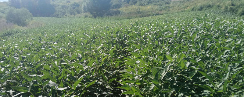 劲豆7号大豆品种简介，适宜播期6月上中旬