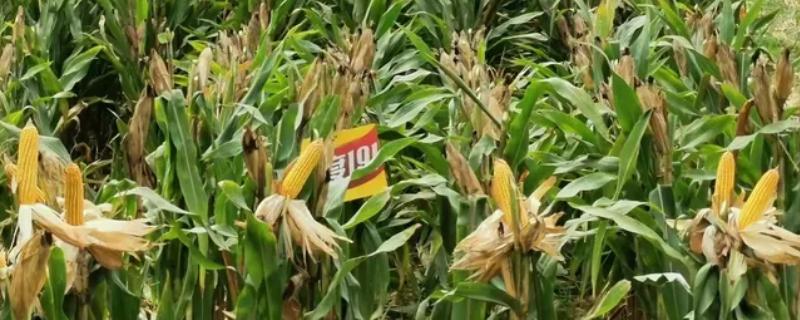 丰度191玉米种的特征特性，从出苗至成熟需要101天