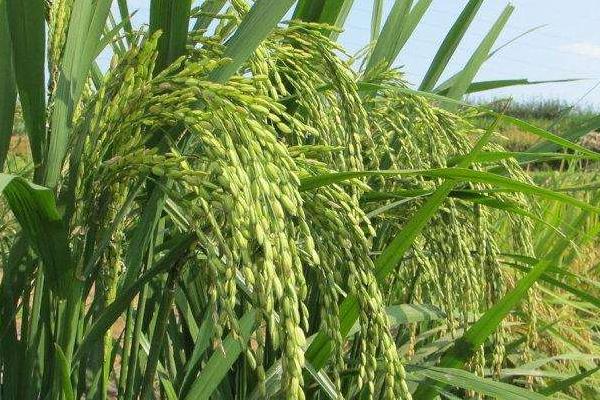 西大香优2号水稻种子介绍，中抗稻瘟病