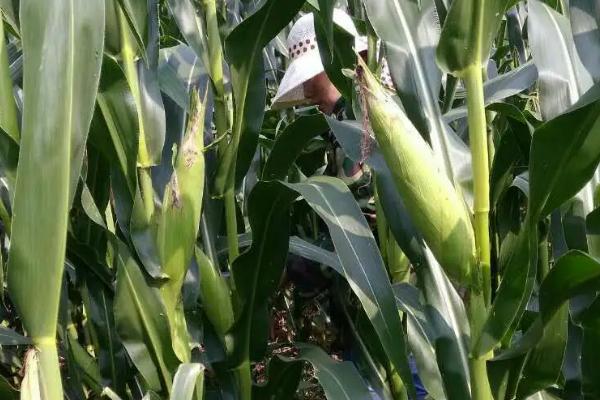 泊玉606玉米品种的特性,生育期106天左右