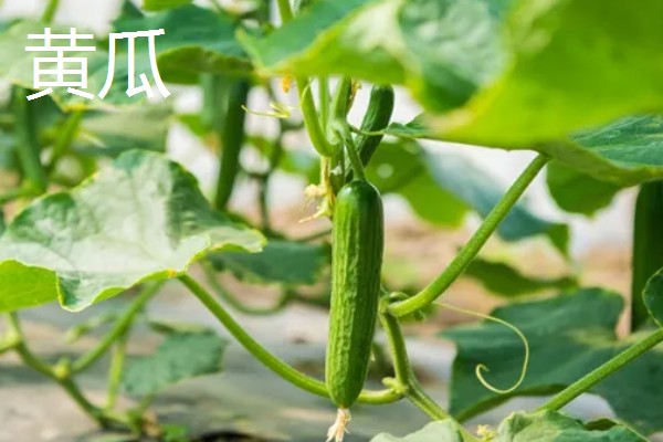 5月份适合种什么蔬菜,可选择黄瓜、豇豆、小白菜等品种