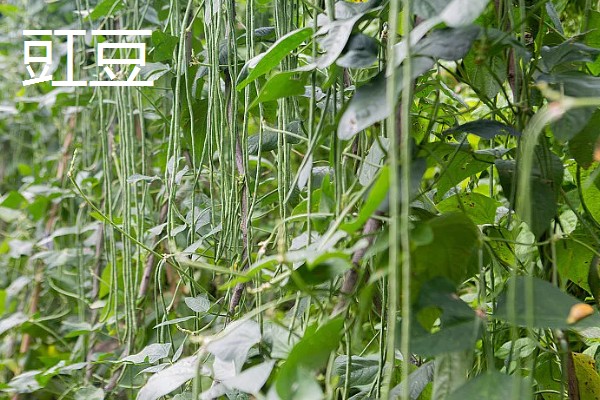 5月份适合种什么蔬菜,可选择黄瓜、豇豆、小白菜等品种