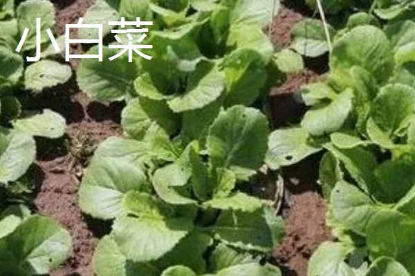 5月份适合种什么蔬菜,可选择黄瓜、豇豆、小白菜等品种